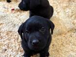 Šie žavūs labradoro šuniukai laisvi nuo lapkričio 22 d. ! - photo 3