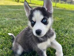 Mielas Sibiro haskio šuniukas