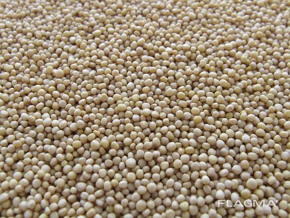 Siūlome baltųjų ir juodųjų garstyčių sėklas