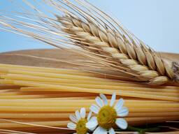 Siūlome kietųjų veislių kviečius (Triticum durum)