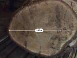 Слэб (дуб) торцевой диаметр 1,5-1,9 м сушка 2 года в естественной среде - фото 5