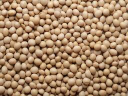 Sojos pupelės GMO, 1000 tonų, 2021 m. derlius, gamyba Ukraina