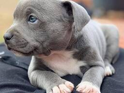 Staffordshire Bull Terrier Puppies