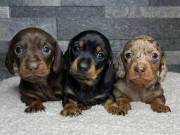 Susipažinkite su mūsų žaviuoju 10 savaičių takso šuniuku