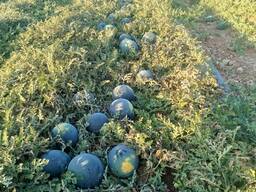 Свежие арбузы — оптом из Испании