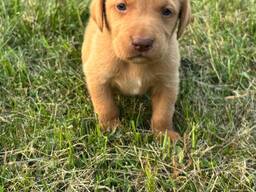 Turiu nuostabius labradoro šuniukus, kurie netrukus bus pasiruošę keliauti į savo amžinus