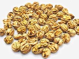 Ukrainian walnut kernels (Light, Amber) and walnuts in shell, crop 2026