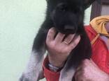 VEO East European shepherd puppies - photo 4