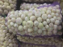 We sell peeled onions, caliber 40-80.
