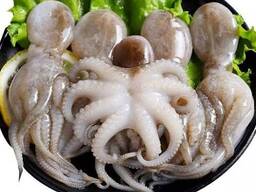 Whole Clean Octopus — Frozen