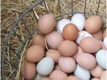 Wholesale Organic Fresh Chicken Table Eggs &amp; Fertilized Hatching Eggs/ Farm Table eggs - фото 1