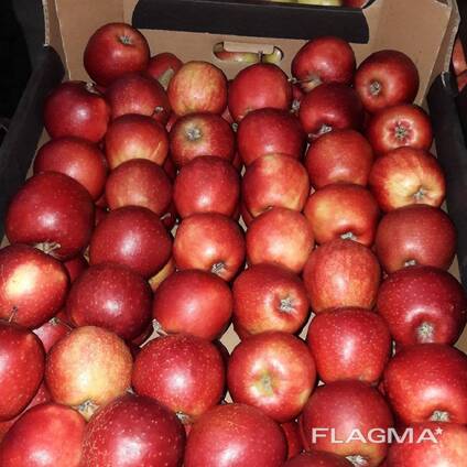 Яблоки разные сорта и калибры (производство Польша)