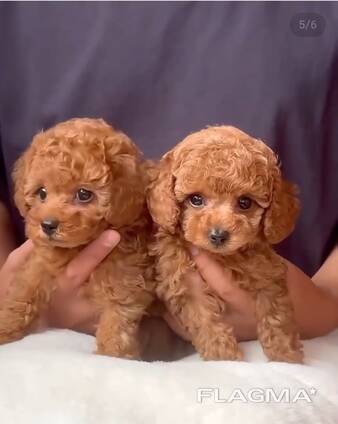 ŽAISLINIAI PUDELIŲ ŠUNIUKAI,