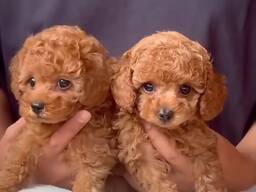 ŽAISLINIAI PUDELIŲ ŠUNIUKAI,