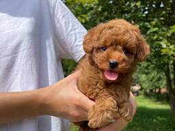 Žaislinių pupelių šuniukai