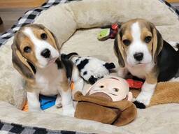 Žaismingas biglio šuniukas pasiruošęs mylintiems namams