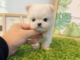 Žavingas Maltos šuniukas