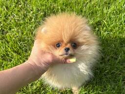 Žavingas Pomeranijos špicas laisvas