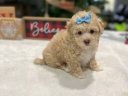 Žavingi mini pudeliai pasiruošę savo amžiniems namams