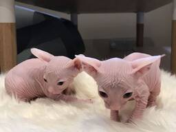 Žavingi sfinksų kačiukai